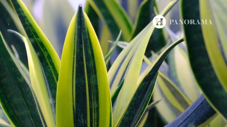 ¿Qué planta puede vivir hasta 2 semanas sin agua? 3 especies ideales para novatos en jardinería