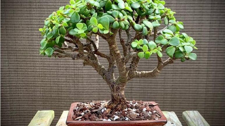 Feng Shui: Dónde NO colocar la planta de la moneda en casa o departamento porque perderás dinero