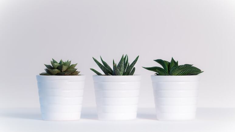 Decoración de interiores: ¿Por qué no debes tener suculentas y cactus de plástico en tu casa según el Feng Shui?