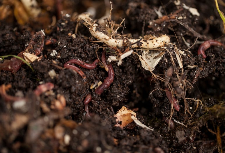 Tierra dura, raíces asfixiadas cómo evitar que tus macetas se conviertan en un bloque compacto