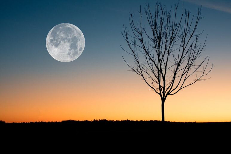 Año Nuevo Lunar significado