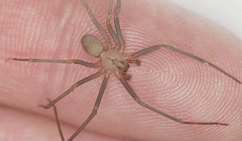 araña violinista