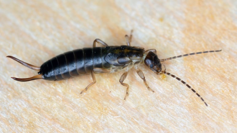 Significado espiritual de insectos comunes en casa