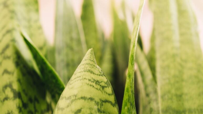 ¿Por qué la lengua de suegra no crece en mi jardín? Estos serían los posibles motivos