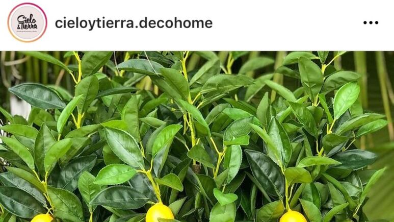 3 árboles frutales que puedes plantar en maceta para decorar las terrazas pequeñas