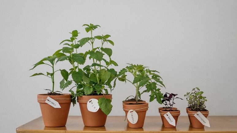 Remedios naturales: 3 plantas medicinales para eliminar los calambres musculares