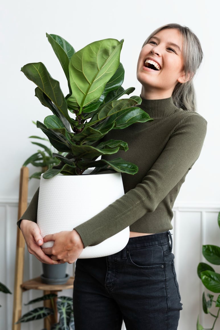 plantas