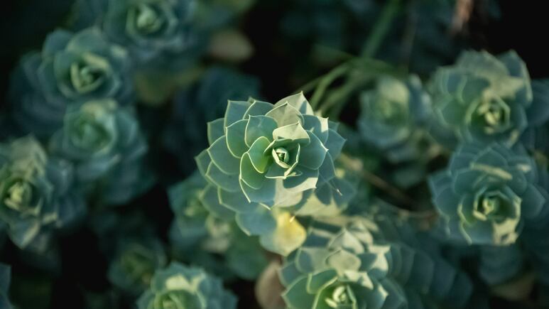 5 plantas que crecen más rápido en el sol