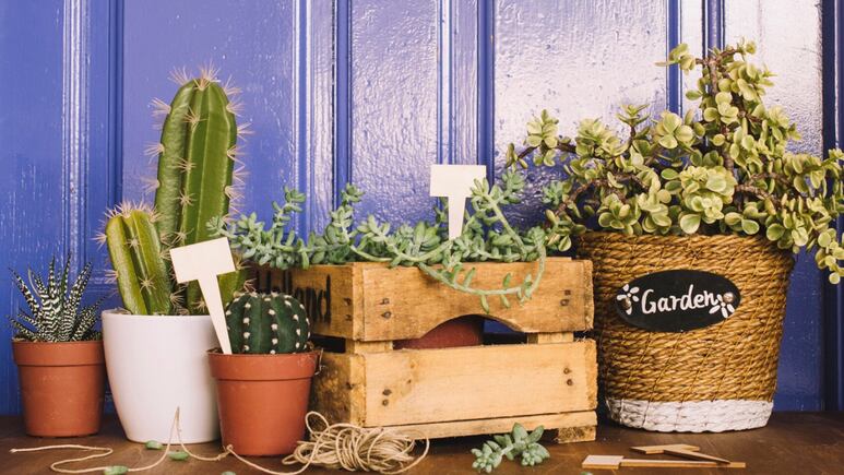 5 cactus que de VERDAD atraen mucho dinero y abundancia