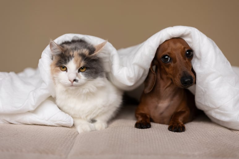perro y gato