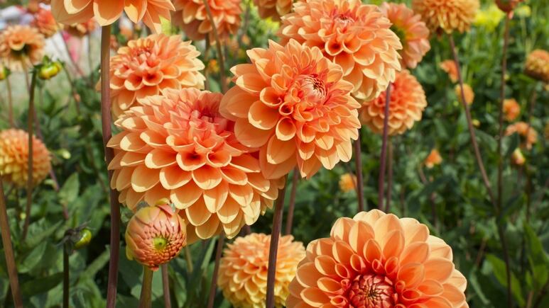 4 plantas que huelen a otoño perfectas para decorar y aromatizar tu hogar