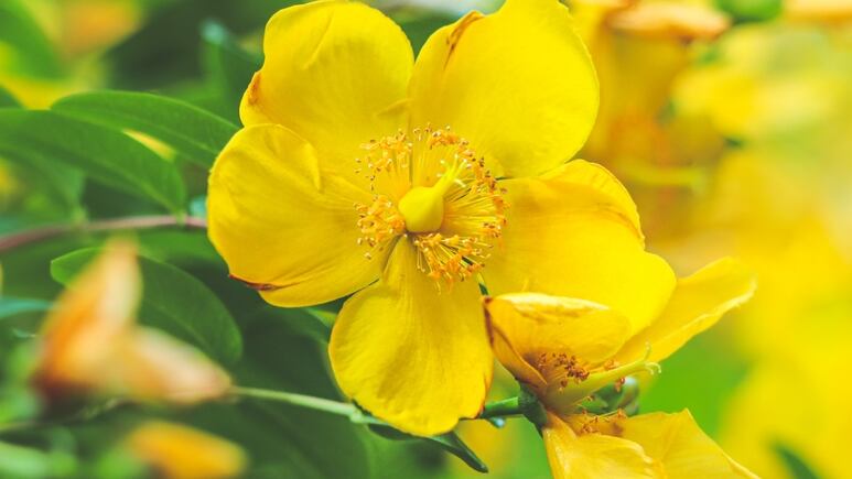 4 plantas medicinales que levantan el ánimo y ahuyentan la tristeza