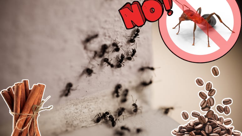 Hormigas fuera cómo usar canela café como repelente natural