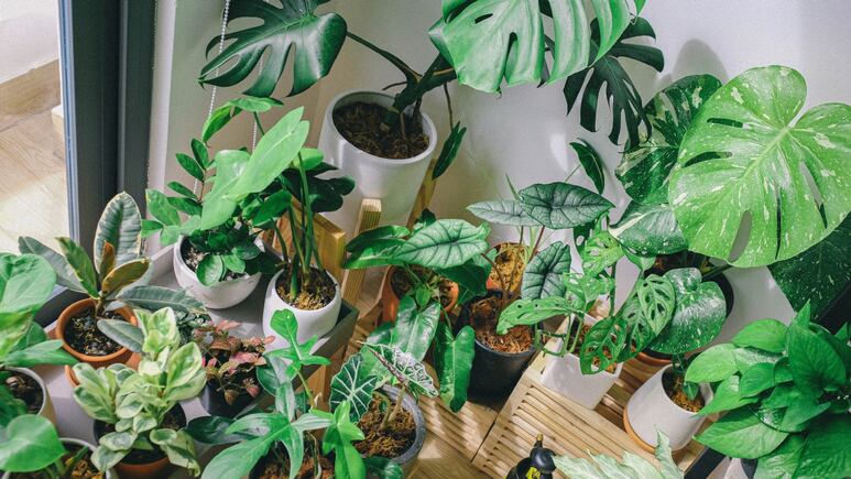 El truco con algodón para cuidar tus plantas de interior si te vas de vacaciones
