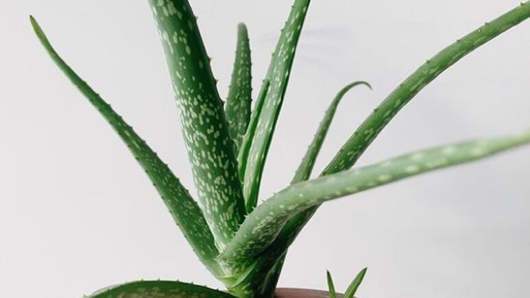 Plantas medicinales: ¿Cómo usar el aloe vera o sábila para mejorar la salud de los ojos?