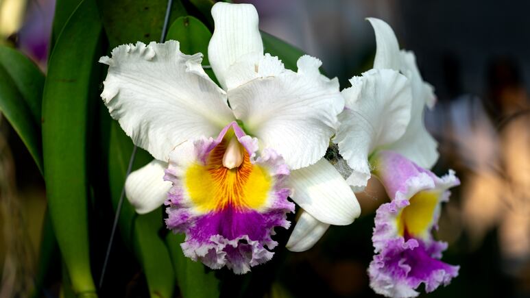 Huerto en casa: Haz las MEJORES macetas para orquídeas con garrafones de agua