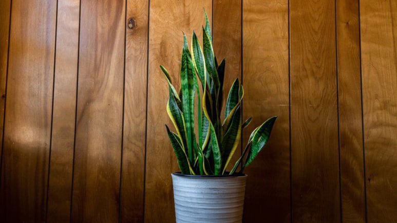 ¿Cómo curar las hojas amarillas de la planta lengua de suegra? Este es el remedio casero infalible