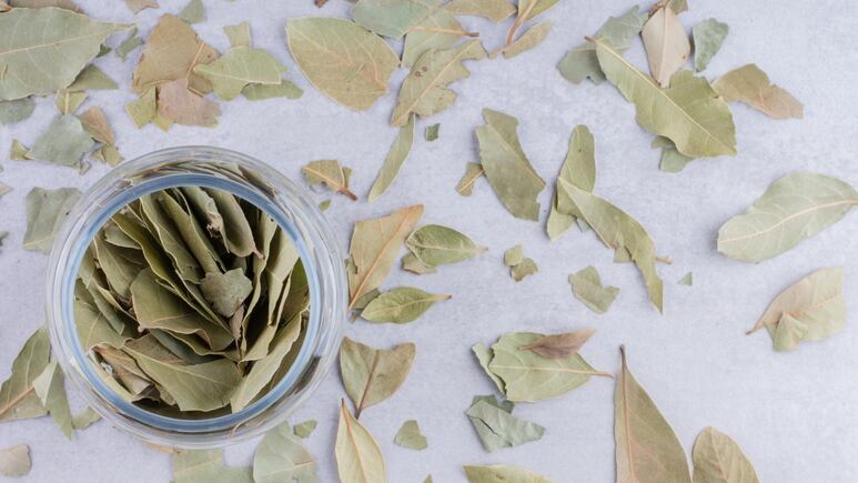 Hierbas aromáticas: Aleja a las cucarachas de tu hogar con la ayuda del laurel