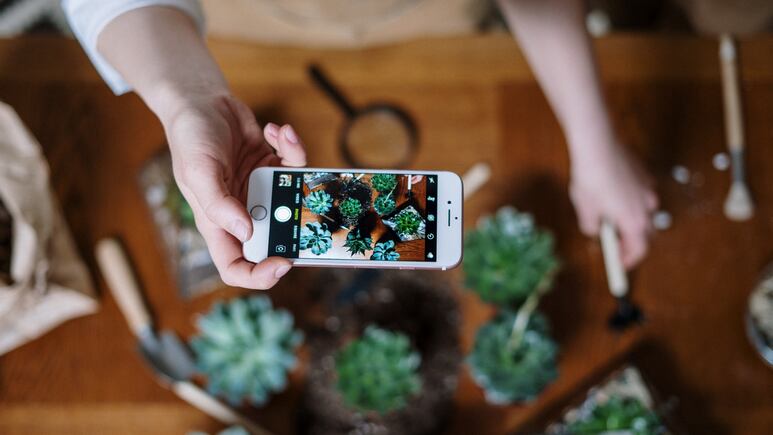 Suculentas: la app que te ayuda a identificar enfermedades y plagas