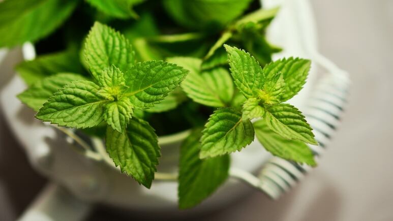Remedios naturales: 3 plantas medicinales que ayudan a destapar la nariz de inmediato