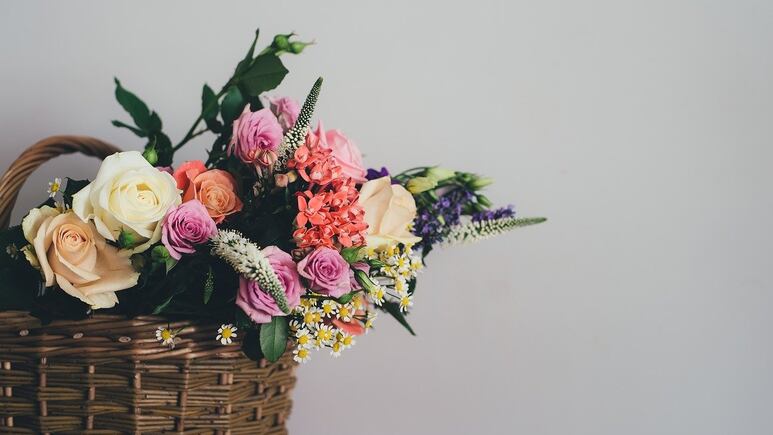 Jardinería: ¿Cuál es el mejor lugar para plantar un rosal?