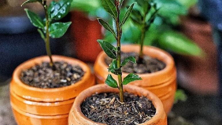 Tips del hogar: ¿Cómo cultivar laurel en casa en una maceta?