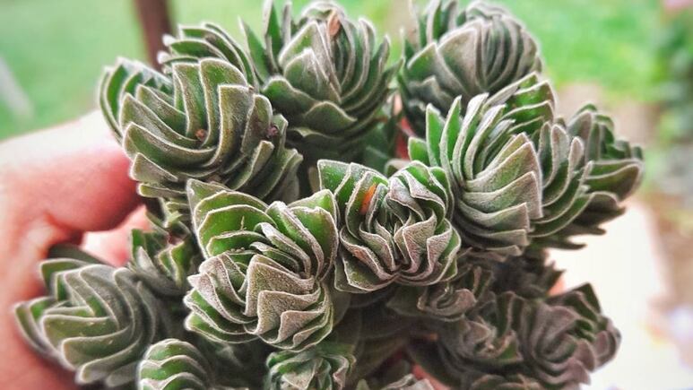 Suculenta ‘templo de Buda’: Conoce esta original planta de interior y sus cuidados