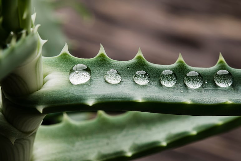 aloe vera