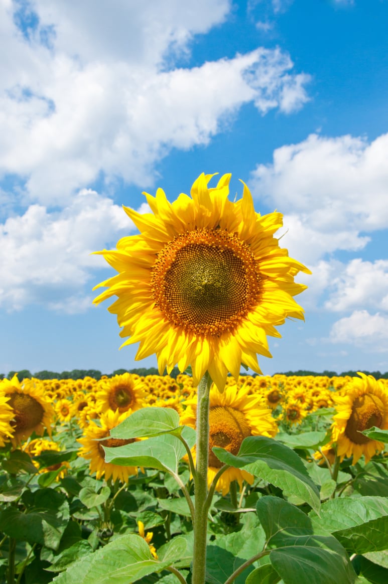 girasoles