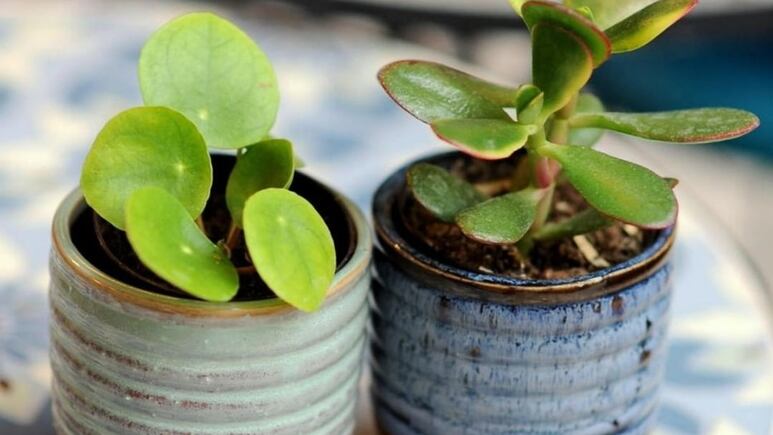 Decoración: 5 plantas jade pequeñas que son perfectas para departamentos y lugares con poco espacio