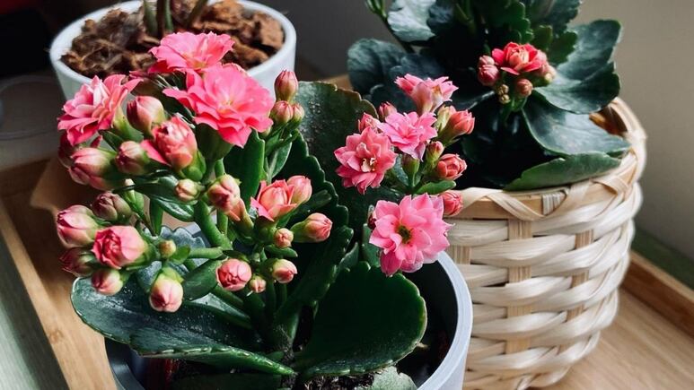 Plantas: ¿Cómo hacer abono para que la kalanchoe blossfeldiana florezca todo el tiempo?