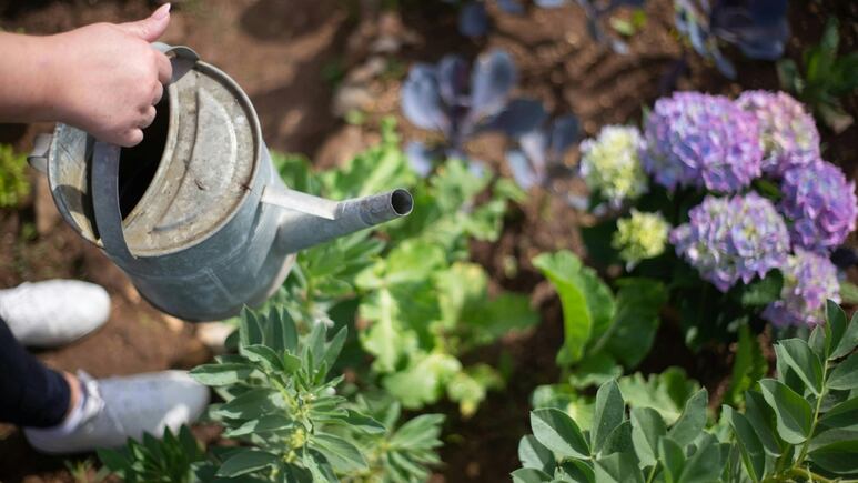Truco para regar tus plantas y hacerlas crecer mientras ahorras agua