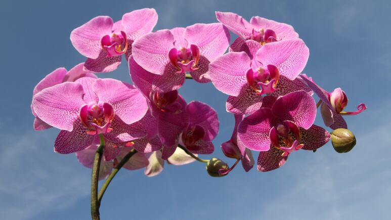 Plantas: ¿Qué hacer cuando las orquídeas dejan de florecer?