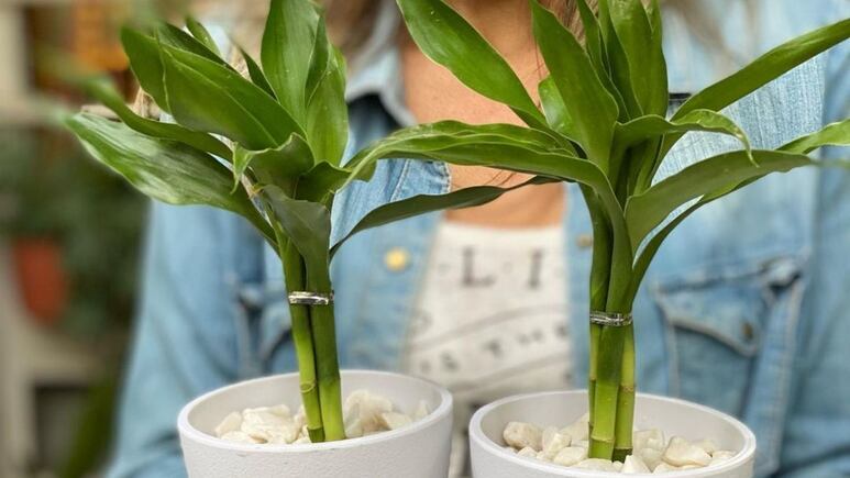 Feng Shui: ¿Dónde colocar el bambú de la suerte en tu negocio para atraer el dinero?