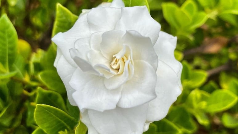 Gardenias: Así debes cuidar esta planta para que florezca RÁPIDO