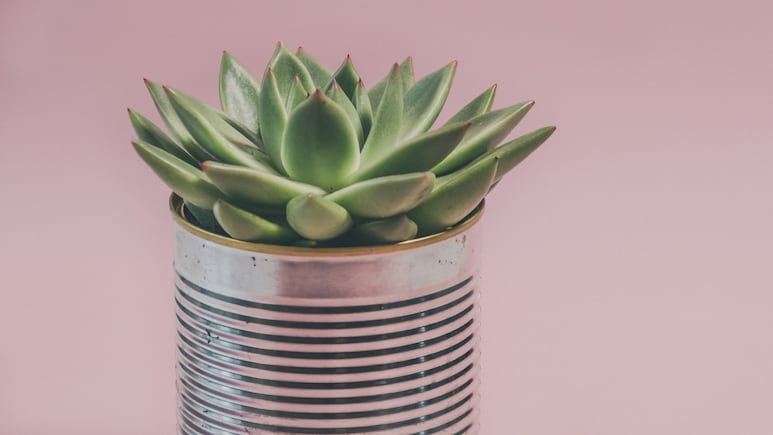¿Te regalaron una SUCULENTA? Aquí te decimos qué significa
