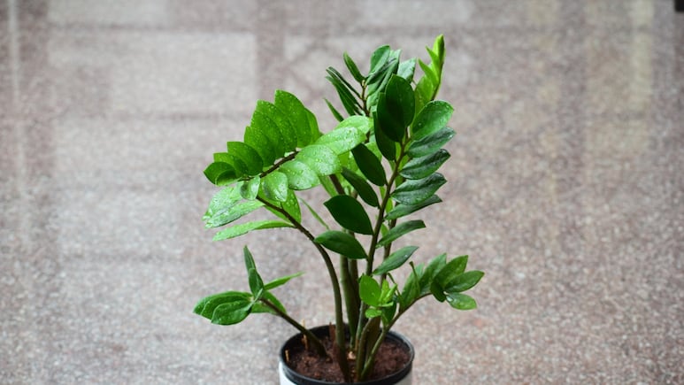 Zamioculca: Aprende a reproducir esta planta de interior con sus propias hojas