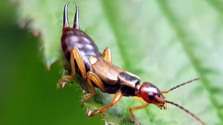 Insecto tijereta como símbolo espiritual