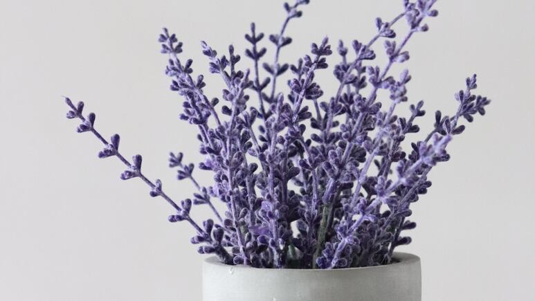 Abono para plantas: ¿Cómo hacer crecer RÁPIDO la lavanda con canela?