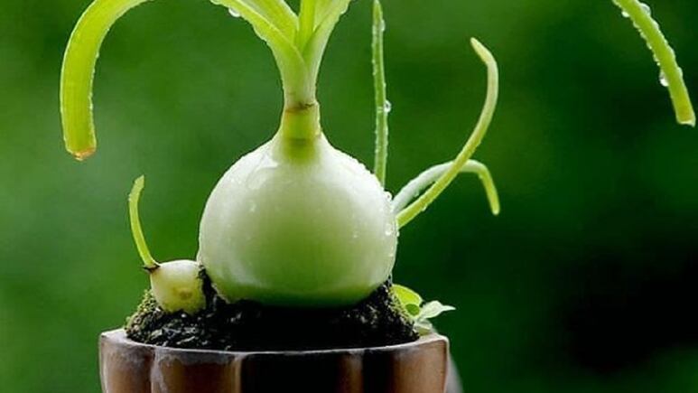 Feng Shui: ¿Dónde colocar la planta cebolla de la suerte para alejar las malas vibras y las envidias?