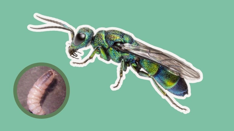 mosca del gusano barrenador