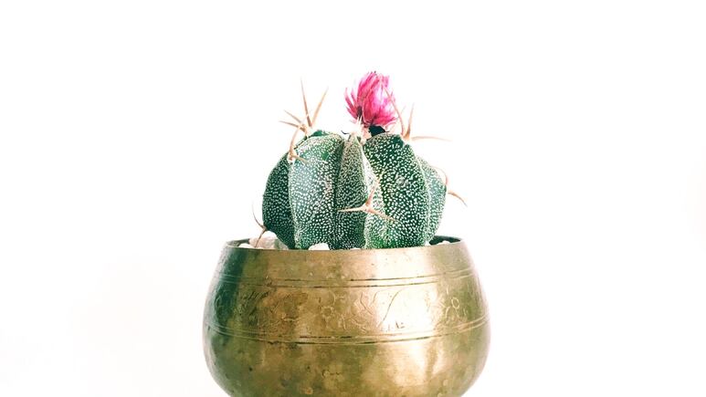 Plantas: 5 tips para hacer florecer tu cactus
