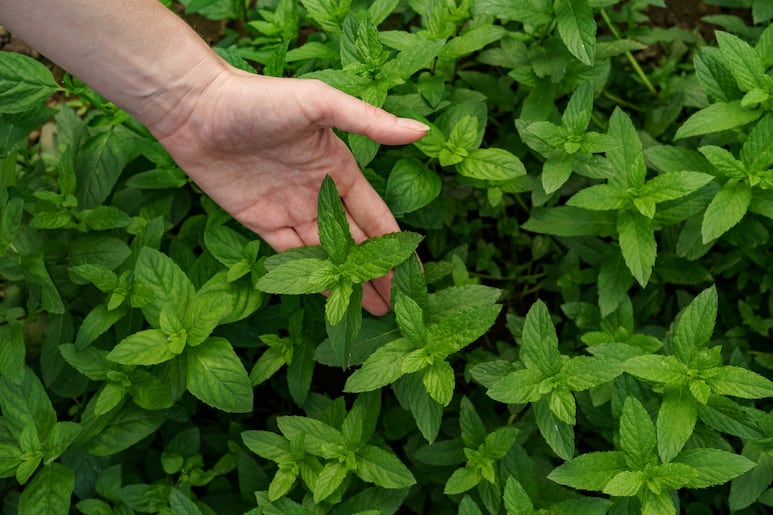 planta de menta