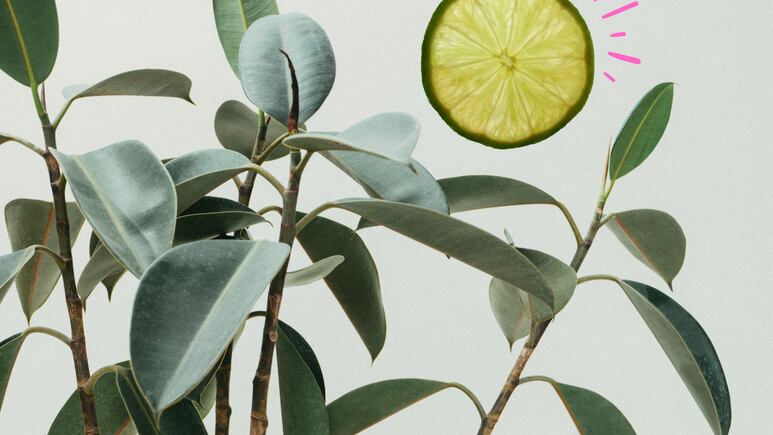 Feng Shui: 3 plantas con aroma a limón que debes tener en casa para atraer abundancia