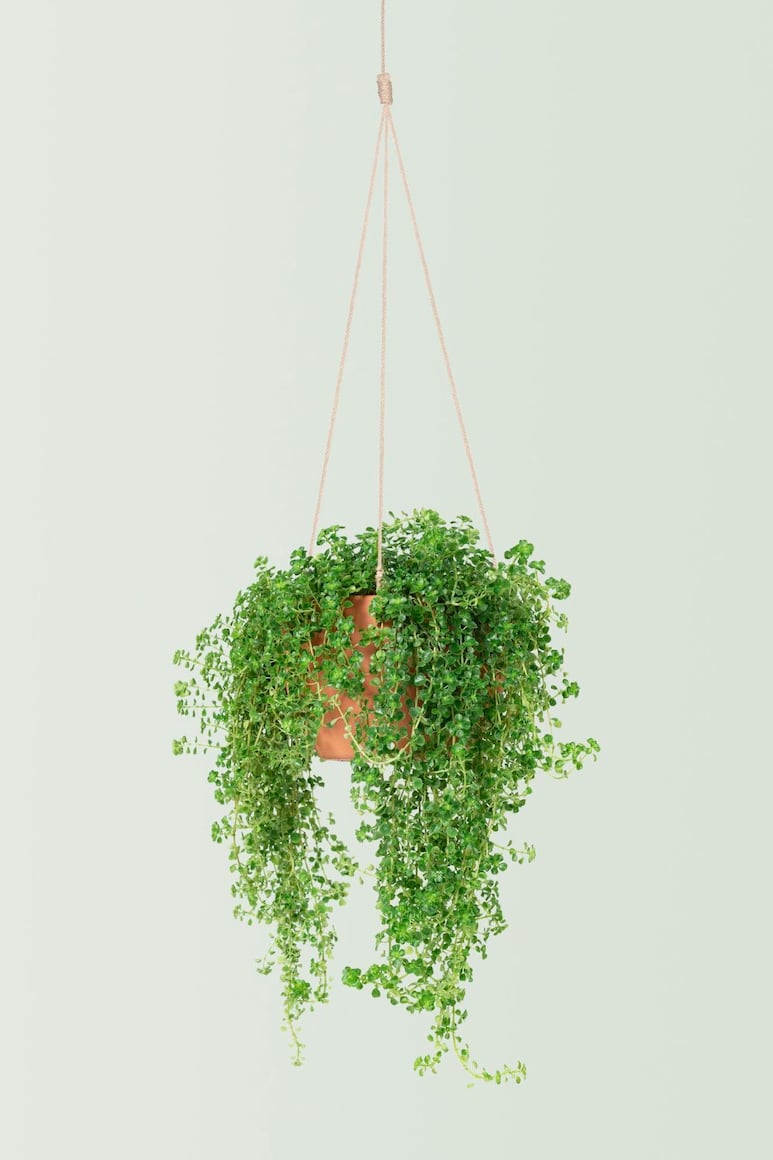 plantas colgantes