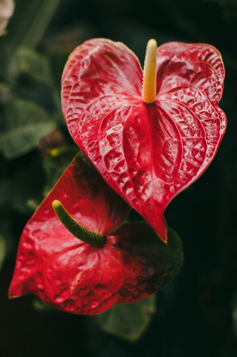 Anturio rojo