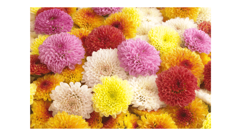 Flores según el mes de nacimiento