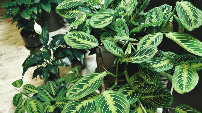 DIY: Haz un dosificador de abono para plantas con un trapeador