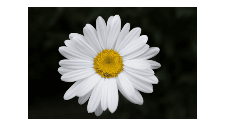 Flores según el mes de nacimiento