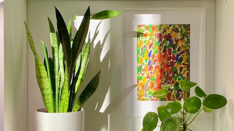 Feng shui: 3 lugares en los que NUNCA debes poner la Lengua de suegra porque atraerá la pobreza